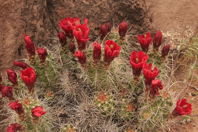 Canyonlands National Park Needles District by 4x4 - What to bring so the day feels easy
