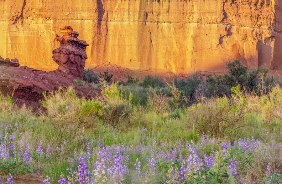 Capitol Reef National Park: Cathedral Valley Day Trip - Lower South Desert Overlook: monolith views with Goblin-like foregrounds