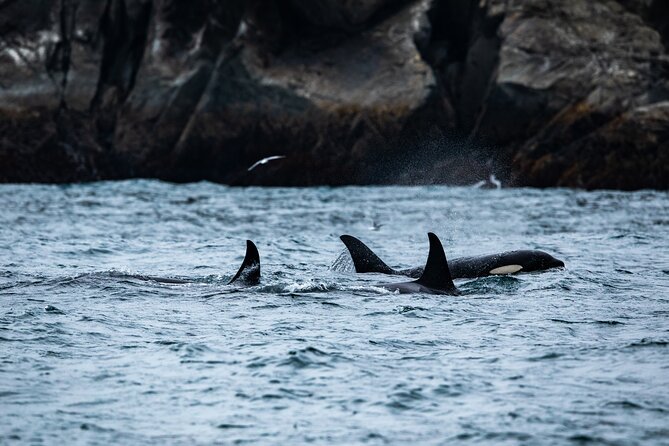 Captain's Choice Kenai Fjords National Park Tour from Seward - Captain’s Choice cruise: key highlights you’ll feel quickly