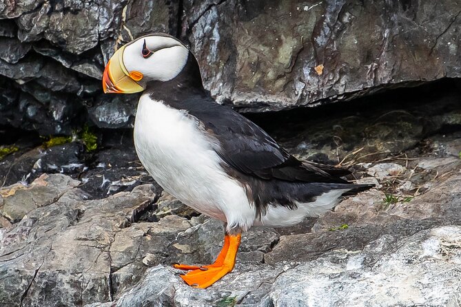 Captain's Choice Kenai Fjords National Park Tour from Seward - Cape Ailiak and the Harding Icefield edge: your first big views