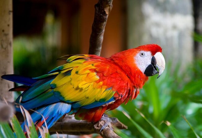 Carara National Park Tour - Carara at a Glance: Why This Park Feels Different