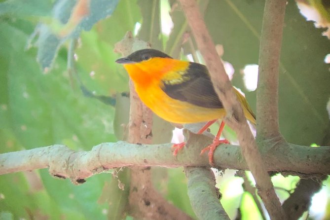 Carara National Park Tour - The Guide Advantage: Seeing What Would Stay Invisible