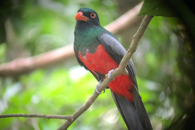 Carara National Park Tour - Shoes, Mud, and the Reality of Trails Near Roads