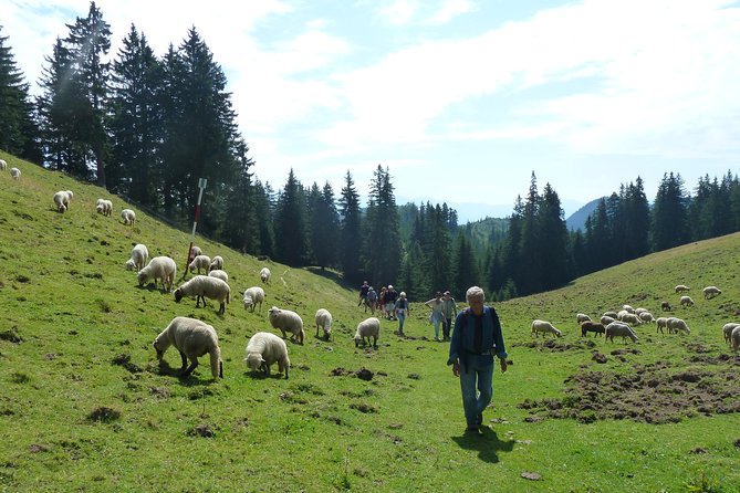 Carpathians in Romania: Piatra Craiului National Park with native Spanish guide. - Cabana Curmatura and Poiana Zanoaga: the rest stops that make it sustainable
