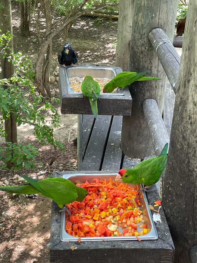 Cartagena: Aviary National Park Tour with Hotel Pickup - From Your Hotel to the Aviary: How the 5-Hour Plan Really Feels