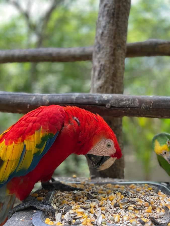 Cartagena: Aviary National Park Tour with Hotel Pickup - What You’ll See: Birds Across Colombia in Real Enclosures
