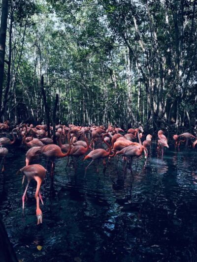 Cartagena: Aviary National Park Tour with Hotel Pickup - Entering the National Aviary of Colombia: Tickets, Timing, and Your First Walk