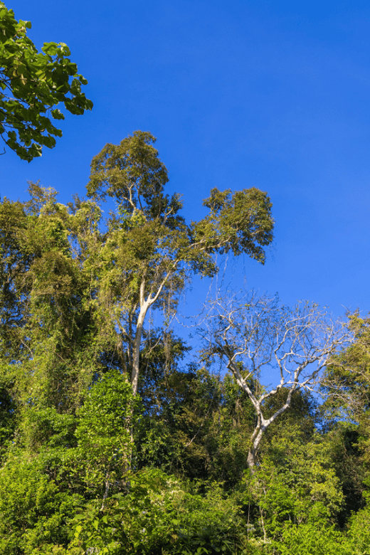 Cat Tien National Park with Crocodile Lake - Key highlights you’ll actually care about