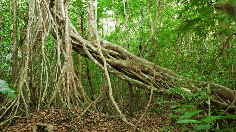 Cat Tien National Park with Crocodile Lake - The ecological trail: Tung tree, gibbons, plants, and Thac Troi