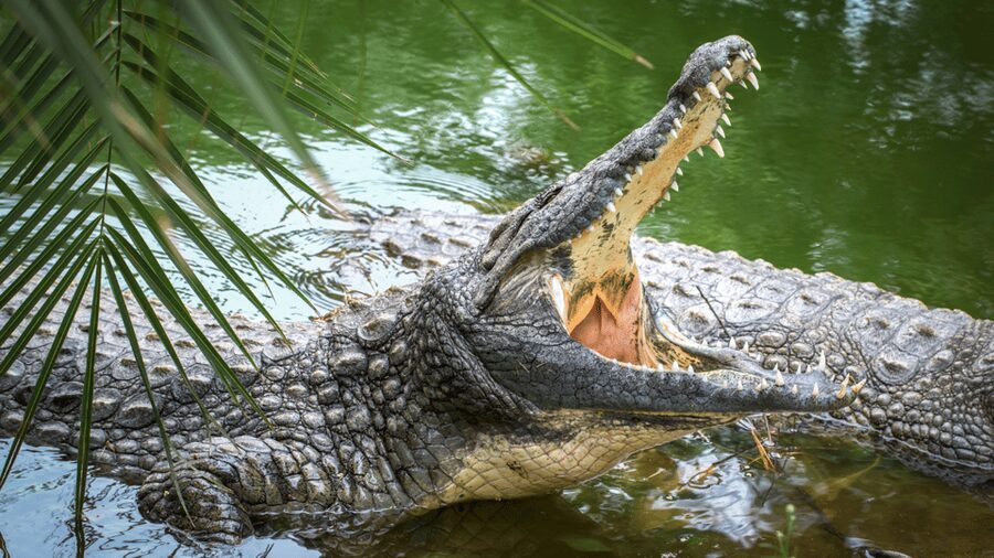 Cat Tien National Park with Crocodile Lake - Crocodile Lake in the UNESCO biosphere: reptiles, boat time, and the early-spotting rule
