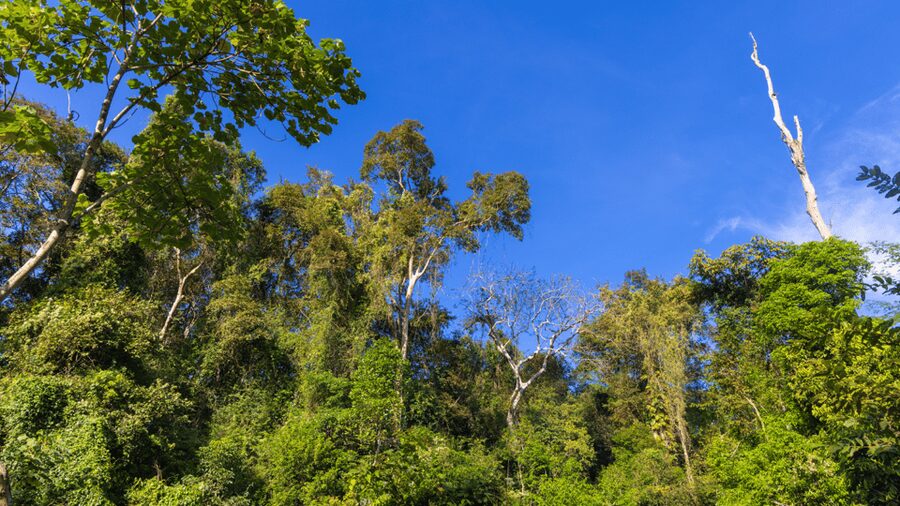 Cat Tien National Park with Crocodile Lake - Green Hope Lodge: river-view comfort between jungle hours