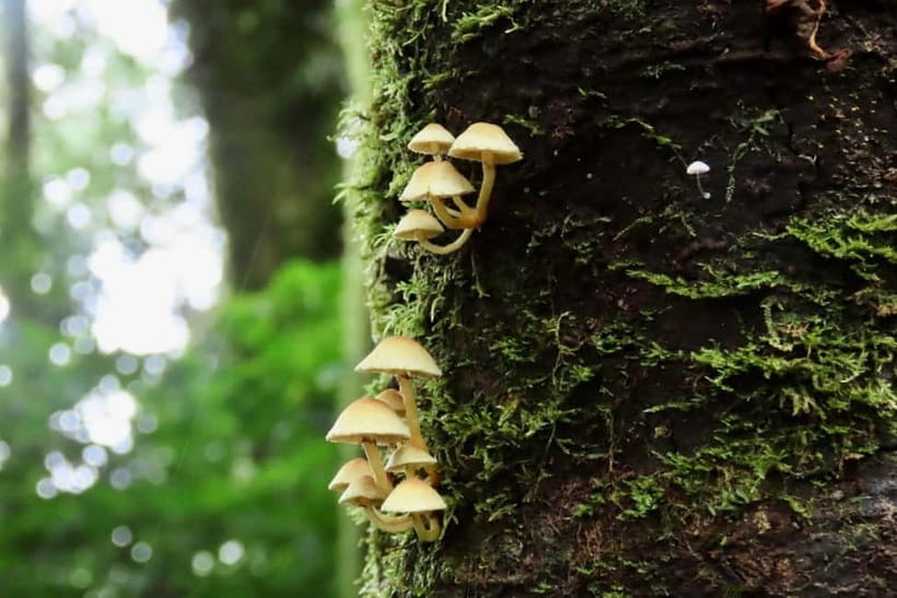Chiang Mai: Doi Inthanon National Park and Kew Mae Pan Tour - Lunch and guides: when the day feels easy vs rushed