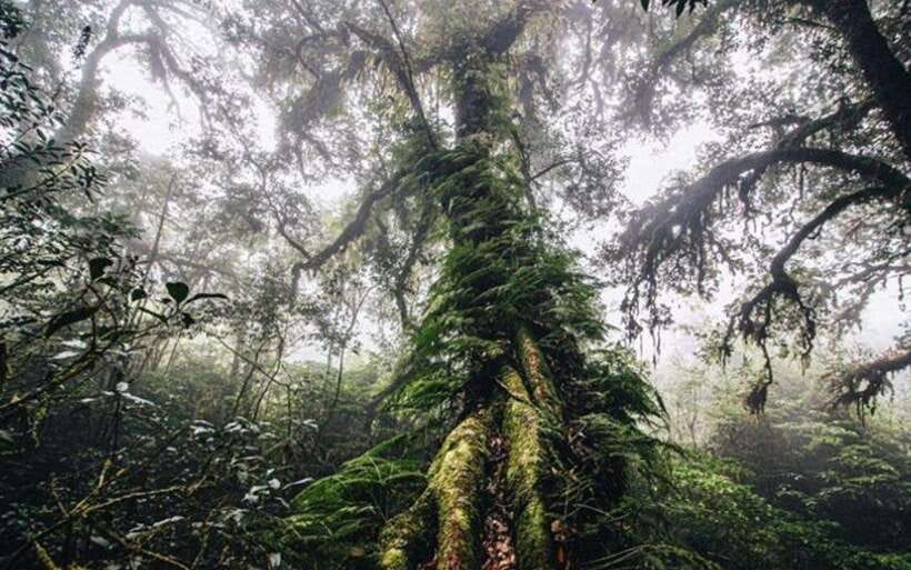 Chiang Mai: Doi Inthanon National Park Sightseeing Only - Ang Ka Luang Nature Trail: short walk, real green time