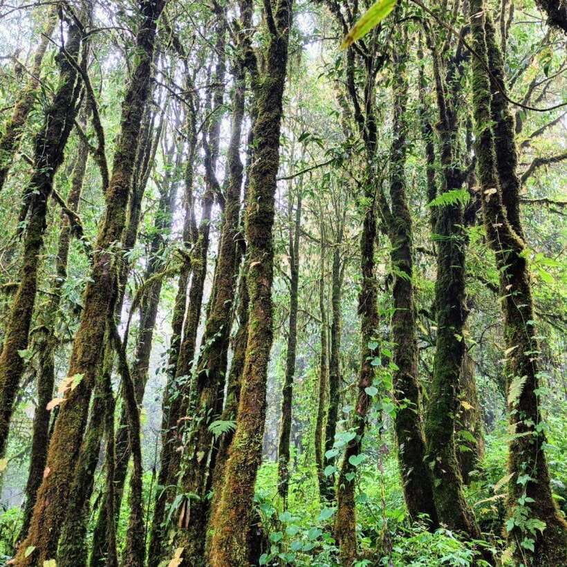 Chiang Mai: Doi Inthanon National Park & Waterfall Day Tour - Hmong Market and lunch: where the day gets local (and easier on your energy)