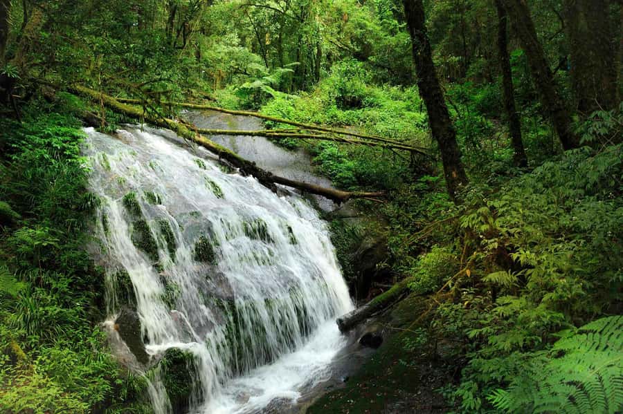 Chiang Mai: Doi Inthanon National Park, Waterfall & Lunch - Key highlights at a glance