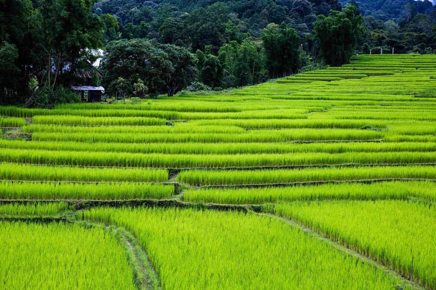 Chiang Mai: Doi Inthanon National Park, Waterfall & Lunch - The guide experience: why names matter on this kind of day