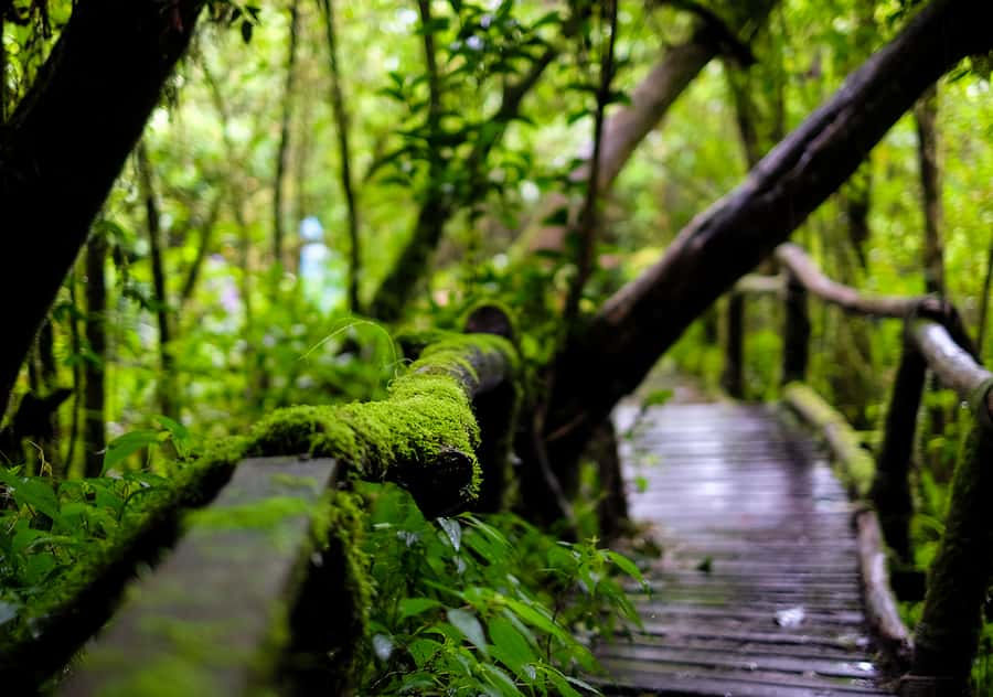 Chiang Mai: Doi Inthanon National Park with Ticket & Lunch - Why Doi Inthanon feels like another world from Chiang Mai