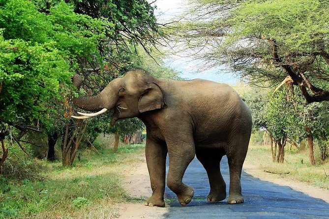 Chinnar Wild-life Visiting Tour (Eravikulam National Park) - A Wildlife-First Munnar Day Trip You Can Actually Manage