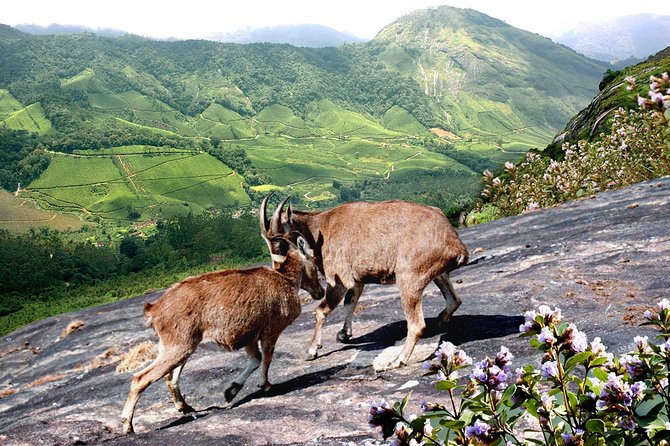 Chinnar Wild-life Visiting Tour (Eravikulam National Park) - Rajamalai (Eravikulam) National Park: Nilgiri Thar Viewing Time