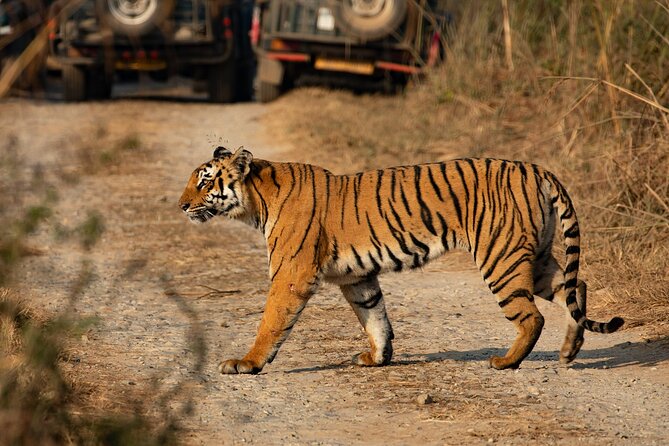 Chitwan National Park Tour - Day 3: Early Jungle Walk and the Ride Back to Kathmandu
