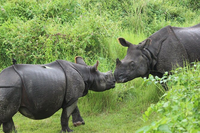 Chitwan National Park Tour - Comfort, Timing, and Small Decisions That Matter