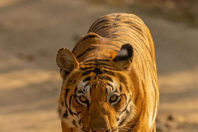 Chitwan National Park Tour - Who Should Book This Chitwan National Park Tour