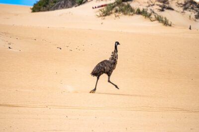 Coffin Bay National Park Half-day 4WD Tour - Port Lincoln pickup and the half-day timing that works