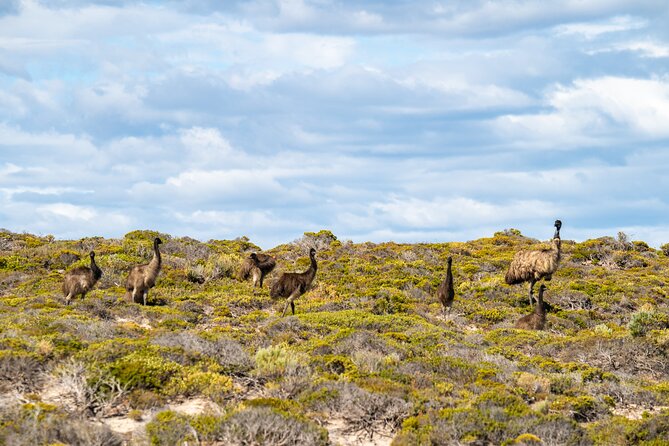 Coffin Bay National Park Half-day 4WD Tour - Emu encounters around Coffin Bay: the wildlife moment that feels personal