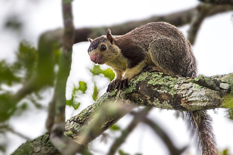 Colombo/Bentota/Kalutara/Ahungalla: Yala Safari Tour - Who this tour suits best (and who should rethink it)