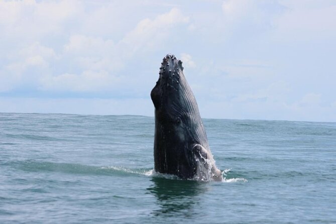 Combo Tour Marino Ballena National Park - Where Marino Ballena Fits Into Uvita Trips