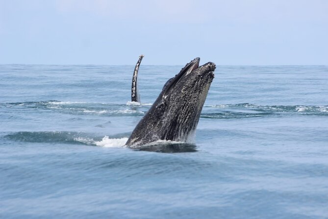 Combo Tour Marino Ballena National Park - Meeting Point and First 100 Meters: Getting Started Right
