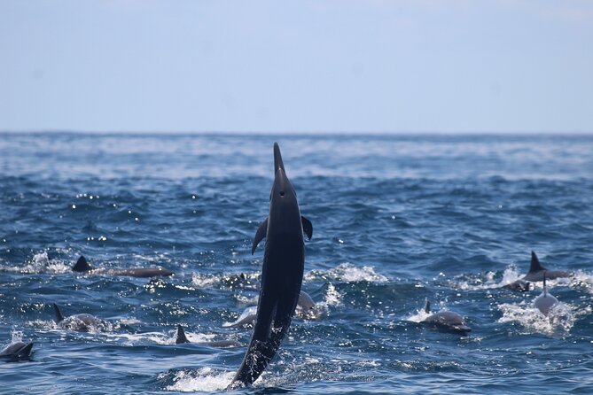 Combo Tour Marino Ballena National Park - Wildlife on the Water: Whales, Dolphins, Turtles, and Birds