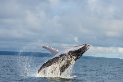 Combo Tour Marino Ballena National Park - Park Briefing and Safety Rules: How the Tour Sets Expectations