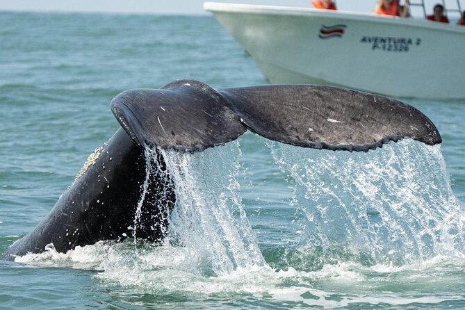 Combo Tour Marino Ballena National Park - Island Stop and Beach Break: The Time Off the Boat