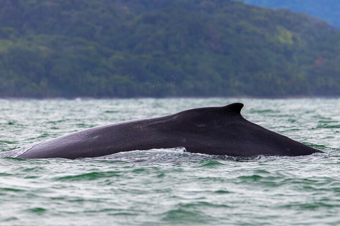 Combo Tour Marino Ballena National Park - Snorkeling vs. “Just Swim”: What’s Included and What Sea Conditions Control