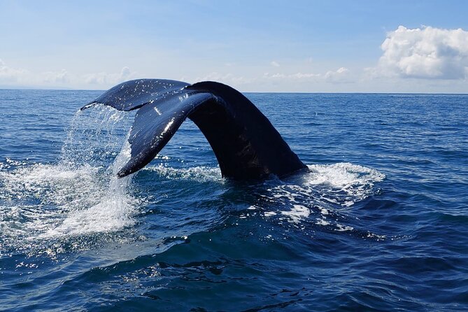 Combo Tour Marino Ballena National Park - Price and Value: Is $84.42 a Good Deal?