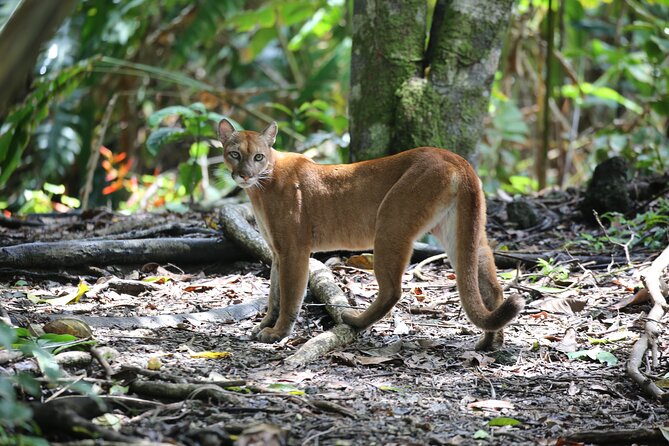 Corcovado National Park Hike - From Uvita - From Uvita: why the day starts so early