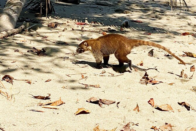Corcovado National Park Hike - From Uvita - The boat ride: marine life odds and what to watch from the water