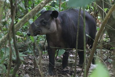 Corcovado National Park Hike - From Uvita - The rainforest hike: timing, trail style, and weather reality