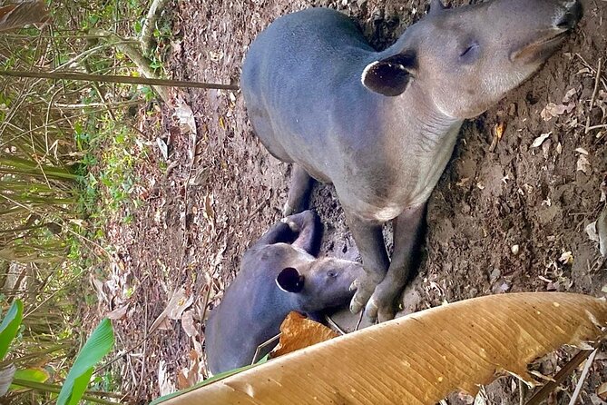 Corcovado National Park Hike - From Uvita - Price and logistics: what you’re paying for (and where disappointment can creep in)