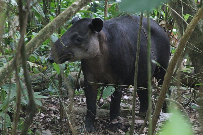 Corcovado National Park Hike - From Uvita - The rainforest hike: timing, trail style, and weather reality