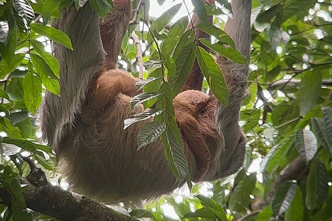 Corcovado National Park: Sirena Day Tour From Puerto Jimenez - Group size and guides: the difference between a tour and a day that sticks