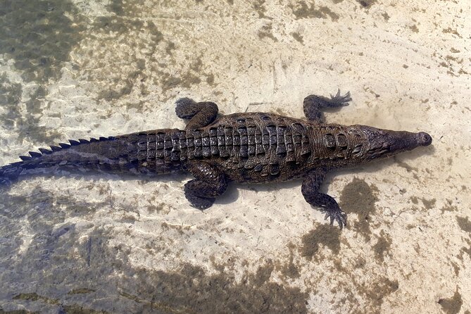 Cozumel National Park and Beach Break: Private Tour - Lunch and drinks: what’s covered, what isn’t