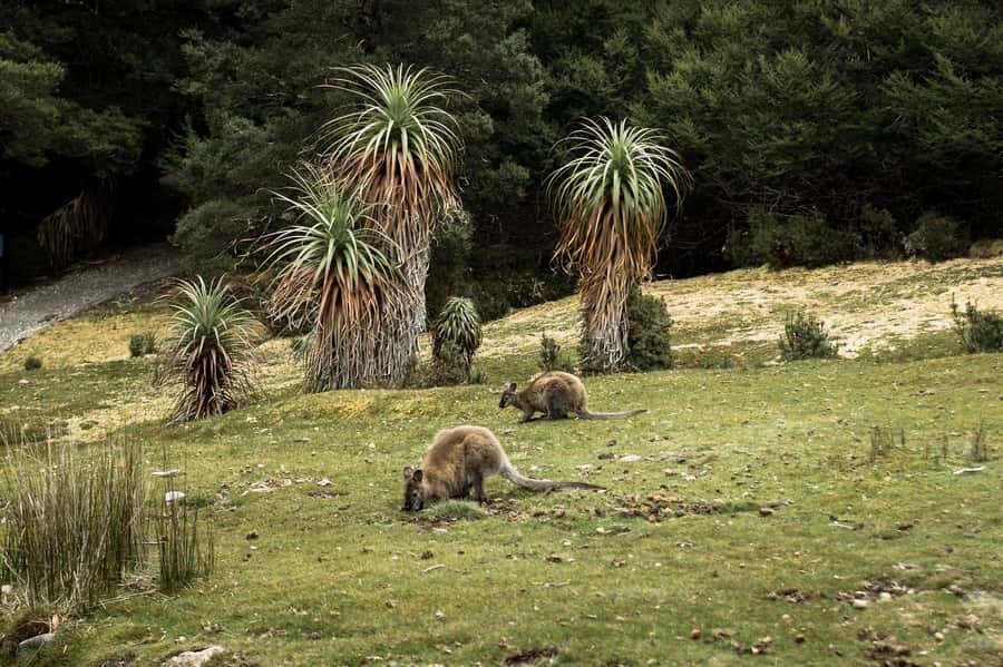 Cradle Mountain National Park by Coach from Launceston - Guides on the day: local insight and safety-first driving