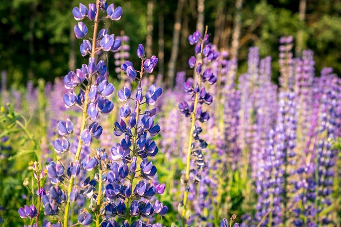 Crater Lake National Park Self-Guided Driving Audio Tour - Who this tour suits (and who might want a different plan)