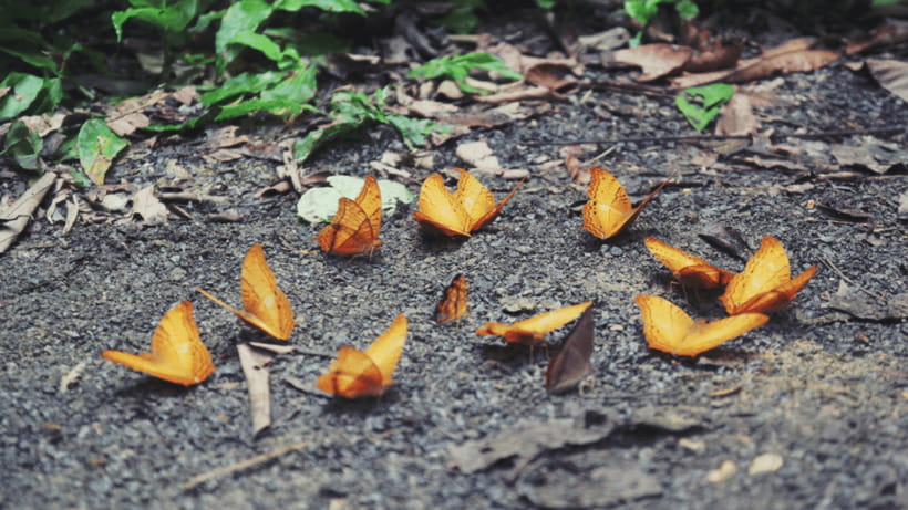 Cuc Phuong National Park Hiking Tour - Who This Tour Suits Best (and Who Should Skip It)