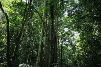 Cuc Phuong National Park Private Day Tour: Trekking & Primates - The limestone walk at Động Người Xưa (Cave of Pre-historic Man)