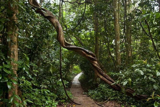 Cuc Phuong National Park Private Day Tour: Trekking & Primates - Best fit: who should book this Cúc Phương trek and primate day