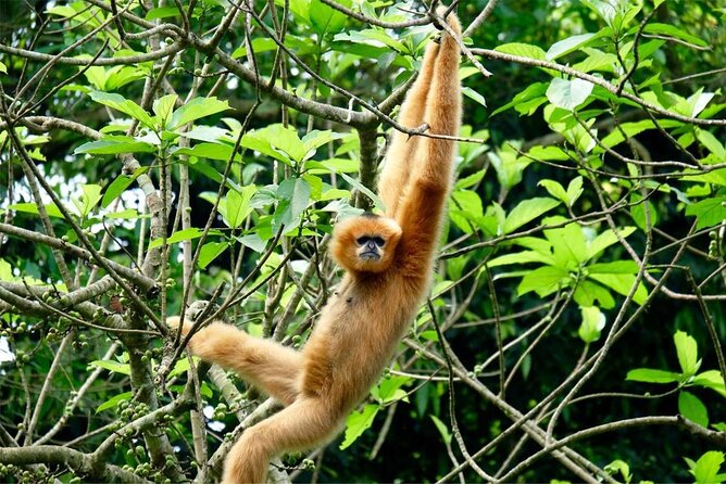 Cuc Phuong National Park Private Day Tour: Trekking & Primates - Should you book this tour?