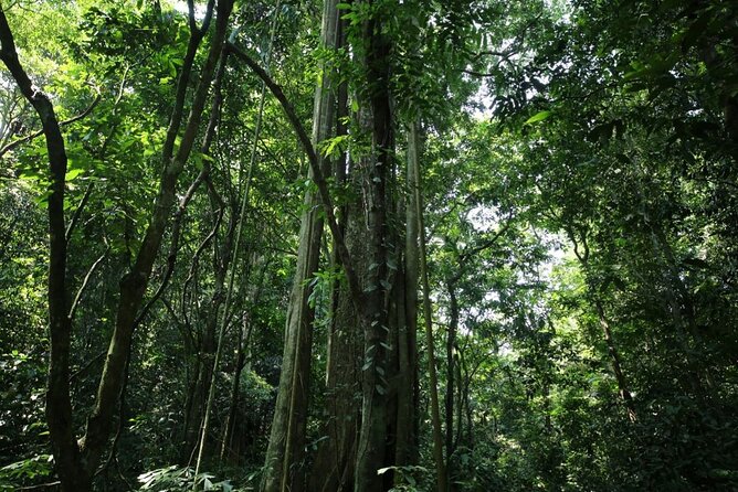 Cuc Phuong National Park Private Day Tour: Trekking & Primates - The limestone walk at Động Người Xưa (Cave of Pre-historic Man)